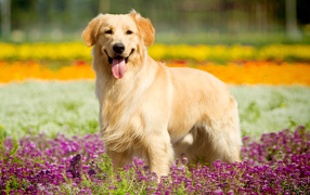 Золотистый ретривер с высунутым языком стоит в сиреневых цветах