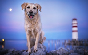 Золотистый ретривер с высунутым языком стоит на камне