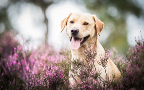 Золотистый ретривер с высунутым языком сидит в розовых цветах 