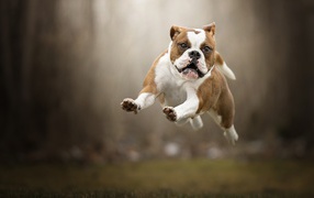 Довольный породистый пес бежит по траве