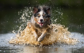 Радостная собака бежит по воде