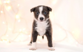 Маленький забавный щенок