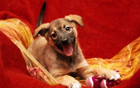 Маленький забавный щенок с высунутым языком