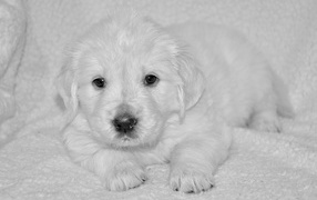 Маленький щенок золотистого ретривера черно белое фото 