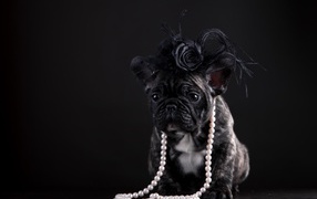 Щенок французского бульдога в бусах и шляпке