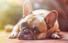 Грустный французский бульдог лежит на полу