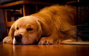 Грустный золотистый ретривер лежит под столом