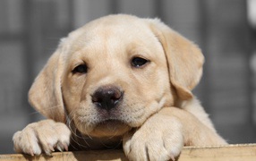 Грустный щенок золотистого ретривера с мокрым носом