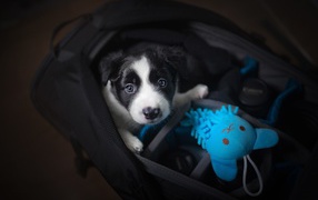 Маленький щенок сидит в сумке 