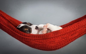 Маленький щенок спит в гамаке на сером фоне