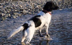 Охотничья собака породы стабихун стоит в воде