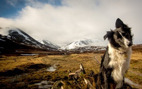 Австралийская овчарка на фоне заснеженных гор