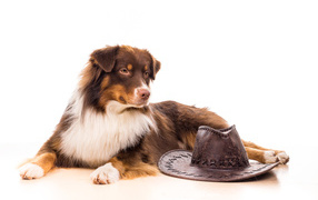 Австралийская Овчарка с ковбойской шляпой на белом фоне