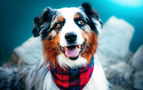 Австралийская овчарка с высунутым языком