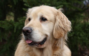 Красивый золотистый ретривер с высунутым языком