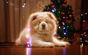 Большой красивый пес породы чау чау