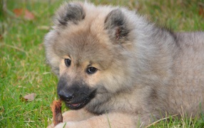 Большой пушистый щенок грызет палку на зеленой траве