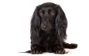 Черная такса на белом фоне