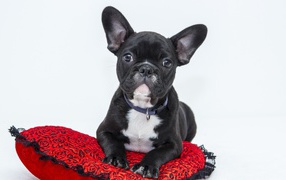 Черный щенок французского бульдога лежит на красной подушке в форме сердца 