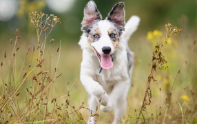 Голубоглазая собака породы бордер колли с высунутым языком бежит по траве
