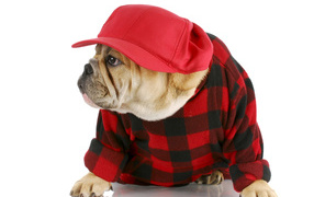 Бульдог в бейсболке на белом фоне