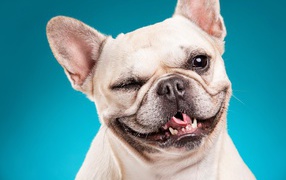 Бульдог подмигивает глазом на голубом фоне