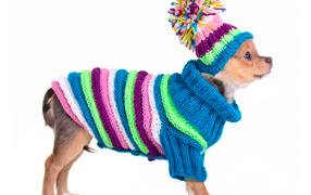 Чихуахуа в вязаном костюме на белом фоне