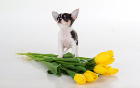 Щенок чихуахуа с букетом желтых тюльпанов на сером фоне