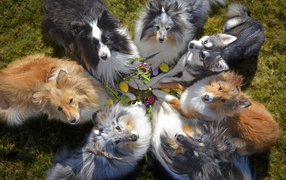 Собаки породы колли смотрят вверх