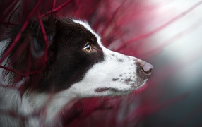 Любопытный взгляд  собаки породы бордер колли