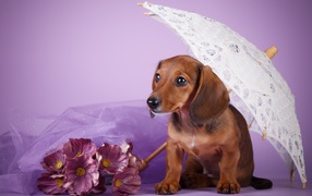 Такса под белым зонтом на фиолетовом фоне