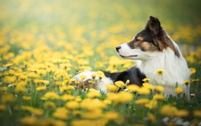 Собака породы бордер колли лежит в желтых одуванчиках 