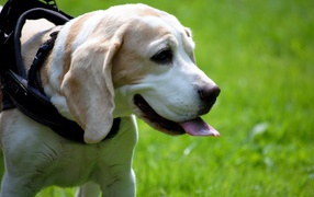 Пес поводырь породы бигль с высунутым языком