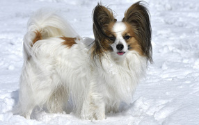 Пес породы Кинг-чарльз-спаниель стоит на снегу