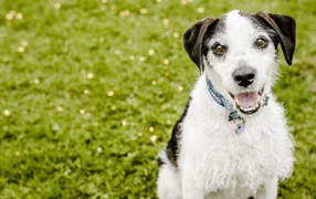 Пес с высунутым языком сидит на зеленой траве