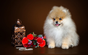 Пушистый шпиц с букетом цветов и шкатулкой