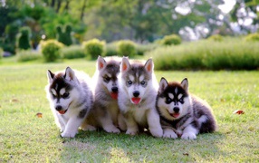 Четыре маленьких милых щенка хаски на траве