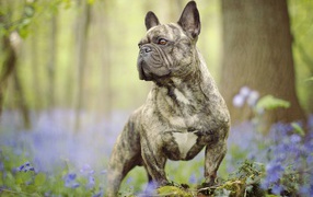 Французский бульдог гуляет по лесу