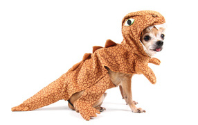 Забавный пес породы чихуахуа в костюме динозавра на белом фоне