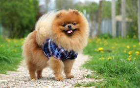 Смешной пушистый шпиц в рубашке 