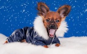 Смешной зевающий чихуахуа в костюме