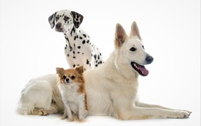 Немецкая овчарка, далматинец и чихуахуа на белом фоне