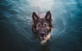 Немецкая овчарка в воде смотрит на  хозяина