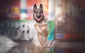 Немецкая овчарка с высунутым языком бежит по воде 