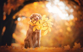 Золотистый ретривер в веткой с желтыми листьями в парке осенью