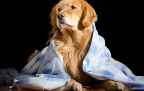 Золотистый ретривер лежит под пледом на черном фоне