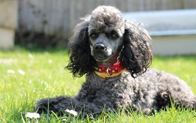 Серый пудель с ошейником лежит на зеленой траве