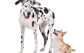 Немецкий дог и вельш корги на белом фоне