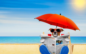 Джек-рассел-терьер в очках с газетой под зонтом на пляже