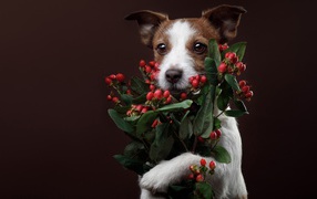 Джек рассел терьер с ягодами на коричневом фоне 
